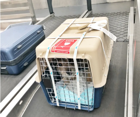 昆玉宠物托运 宠物托运公司 机场宠物托运 宠物空运